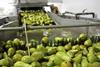 Niederlande: Obst- und Gemüseexporte in die Golfregion boomen