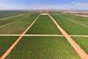 Talia Farms Colliers