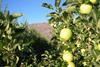 SA apples singled out by Observer journalist
