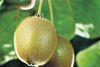 NZ kiwifruit growers' returns tumble