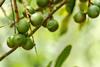 Australien: Niedrigste Erzeugerpreise für Macadamias seit über einem Jahrzehnt