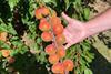 WWF apricot 1