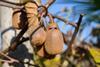 codorniz - Kiwis - AdobeStock_1556066604