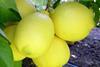 South African lemons Capespan