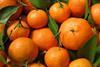 Generic mandarins