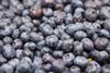 Zeitz_FL2013_Blaubeeren lose
