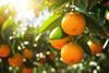 Oranges on tree Adobe Stock
