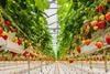 GEN strawberries greenhouse