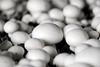 Generic white button mushrooms growing