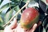 Peruvian mango invitation