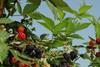 Thornless US blackberries to debut in UK