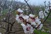 Apricot blossom at Highland Court Farm
