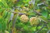 Custard apple