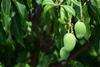 Mango Pakistan orchard production Adobe Stock