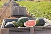 Spanish watermelon harvested in field Adobe Stock