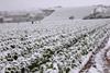 Spain is still recovering from devastating frosts and snow earlier this year