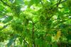UK table grapes Asda