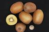 Soreli kiwifruit Italy