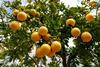 Grapefruit