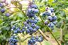 Blueberry bush Adobe Stock