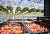 Dyson Farming strawberry glasshouse