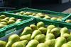 Belgien: Verschärfte Sicherheitsanforderungen für Obstpflücker aus Hochrisikoländern