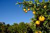 Valencia oranges Cederberg South Africa