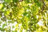 Korean Shine Muscat Grapes
