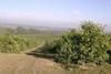 Argentina's lemon season comes to early close