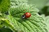 ladybug-349456_1920