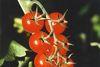 Scientists may have discovered the key to fruit shapes