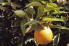 Spain oranges