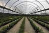 BerryWorld MBO growing in South Africa