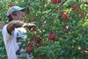 Seasonal apple pickers