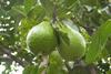 Ecuador Guave Firma Exofrut
