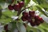 Chilean cherries