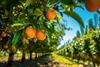 Oranges on tree