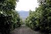 Chile: Hass potential, will travel
