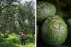 Eosta Organic Raingrown avocados Avova