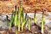 English asparagus’ early close