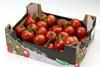 Greenery tomatoes