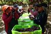 Peru grapes