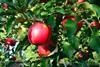 Pink Lady apples