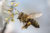 Honey bee pollinating flower