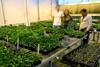 spinach-trial-in-greenhouse
