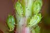 Nasonovia ribisnigri aphid