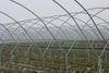 Growers respond to tightened code