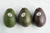 california avocado