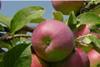 Canada breeds new apple