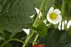 Strawberries serve up promise